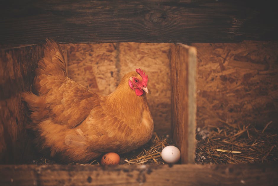 Best Solar Powered Fan For Chicken Coop