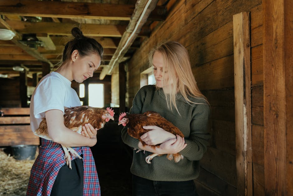 Solar Fans For Chicken Coops