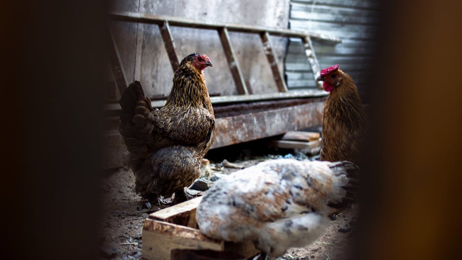 Solar Electric Fence For Chicken Coop